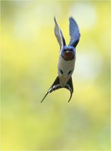 Rauchschwalbe im Flug Neubearbeitung durch Toph