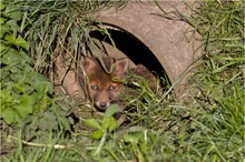 Jungfuchs vor seinem "Bau"