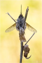 Wollschweber - Bobylius posticus