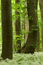 Im Bärlauchwald