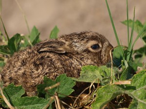 Kleine Hasen