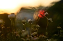 Gänseblümchen