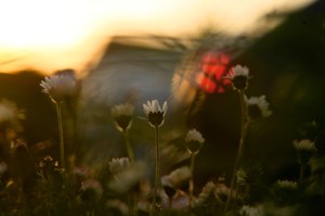 Gänseblümchen