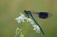 Gebänderte Prachtlibelle