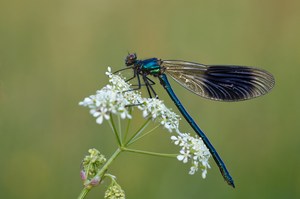 Gebänderte Prachtlibelle