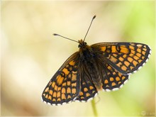 Ehrenpreis-Scheckenfalter - Mellicta aurelia