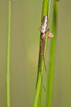 Bergstreckerspinne (Tetragnatha montana)
