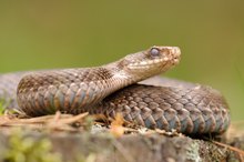 Kreuzotterweibchen (Vipera berus)