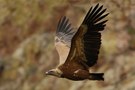 Griffon Vulture