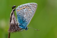 Polyommatus icarus - Hauhechel-Bläuling