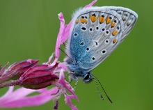 Polyommatus icarus - Hauhechel-Bläuling II