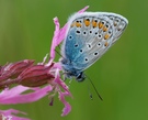 Polyommatus icarus - Hauhechel-Bläuling III