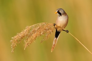 Bearded tit