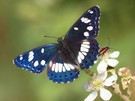 BLAUSCHWARZER EISVOGEL (Limenitis reducta)