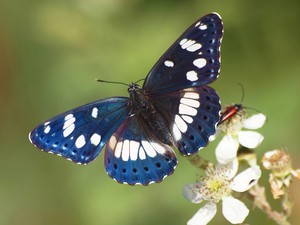 BLAUSCHWARZER EISVOGEL (Limenitis reducta)