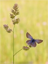 Hauhechelbläuling - Polyommatus icarus