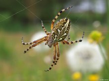 Eichblatt-Radspinne