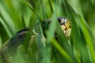 Gras snake