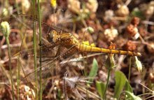 Libelle auf der Frühlingswiese