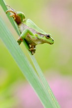 Laubfrosch (Hyla arborea)