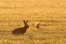 Früh am Morgen