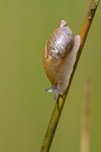 Gemeine Bernsteinschnecke (Succinea putris)