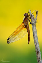 Libellula fulva