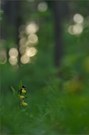 ~ Im Orchideenwald ~