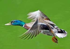 Ente bei Flug