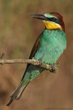 Bienenfresser (Merops apiaster)