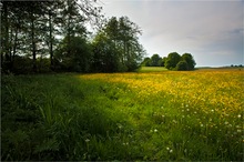 Bauernwiese