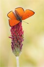 Lycaena dispar - Männchen