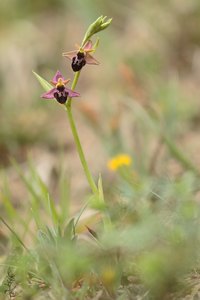 ~Merkwürdige Hybride~