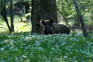 Wildschwein mit Bärlauch