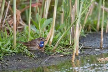 Blaukehlchen (Luscinia svecica)