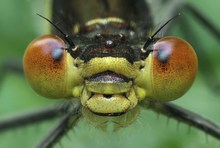 Porträt unausgefärbt mit orangenen Augen