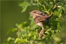 „Wendehals im Grünen“