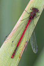 Männchen der Frühen Adonislibelle (Pyrrhosoma nymphula)