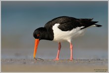 Austernfischer (Haematopus ostralegus)