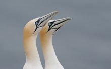 Basstölpel auf Helgoland....