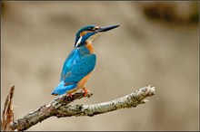 Eisvogel