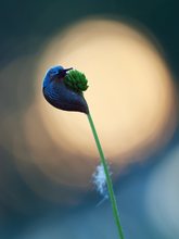 Schnecke im Gegenlicht