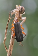 Krabbenspinne mit Beute