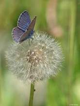 ein Bläuling auf einer "Pusteblume"