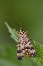 Gemeine Skorpionsfliege (Panorpa communis)