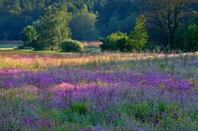 Die Nelkenwiese