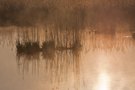 Moorimpression