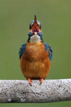 der Singvogel