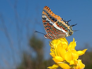 ERDBEERBAUMFALTER (Charaxes jasius)