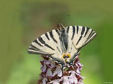 Segelfalter auf Orchis purpurea